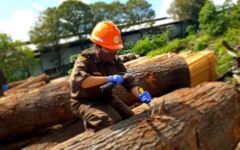 Kayu Oak yang siap diproduksi