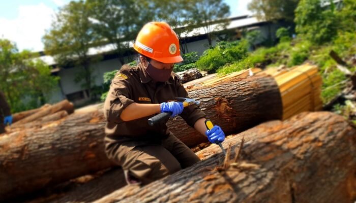 Fakta Unik Tentang Kayu Oak yang Bernilai Ekonomis Fantastis