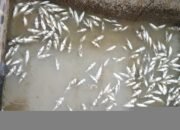 Dampak Banjir Bandang Bahorok, Ikan di Pesisir dan Keramba Desa Jaring Halus Bermatian