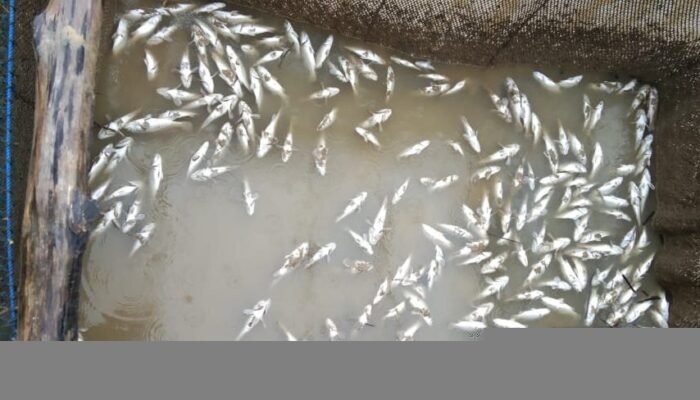 Dampak Banjir Bandang Bahorok, Ikan di Pesisir dan Keramba Desa Jaring Halus Bermatian