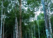 Gaharu, Pohon dari Surga yang Bernilai Luar Biasa