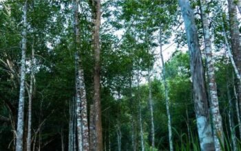 Gaharu, Pohon dari Surga yang Bernilai Luar Biasa