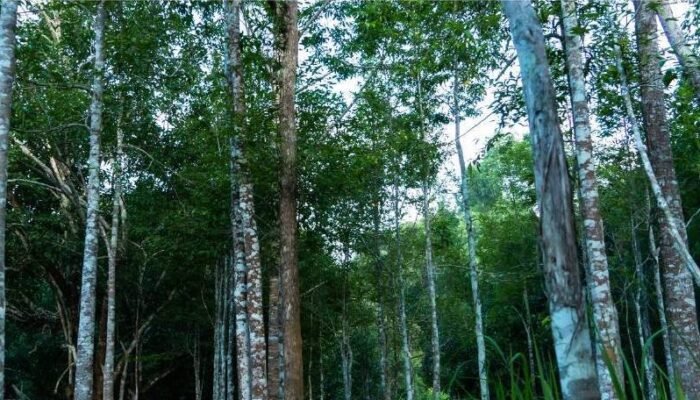 Gaharu, Kayu ‘Dari Surga’ yang Kaya Manfaat
