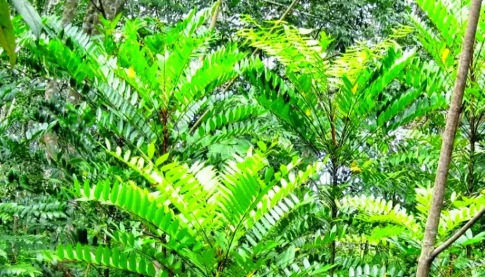 Tingkatkan Vitalitas Pria Secara Alami dengan Tanaman Ini