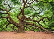 Kayu Oak