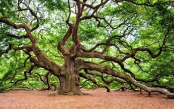 Kayu Oak