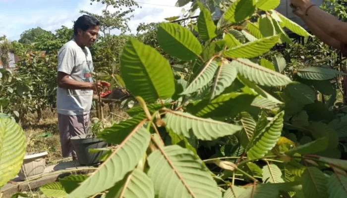 Manfaat dan Efek Samping Tanaman Kratom