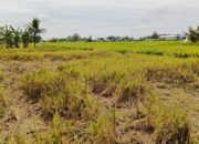Miris!!! Agen Padi Beli Gabah Petani di Langkat Tak Sesuai Impres