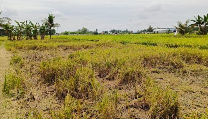 Miris!!! Agen Padi Beli Gabah Petani di Langkat Tak Sesuai Impres