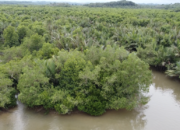 Dibiayai Pengusaha Asing, Warga Halaban Tolak Alih Fungsi Kawasan Mangrove