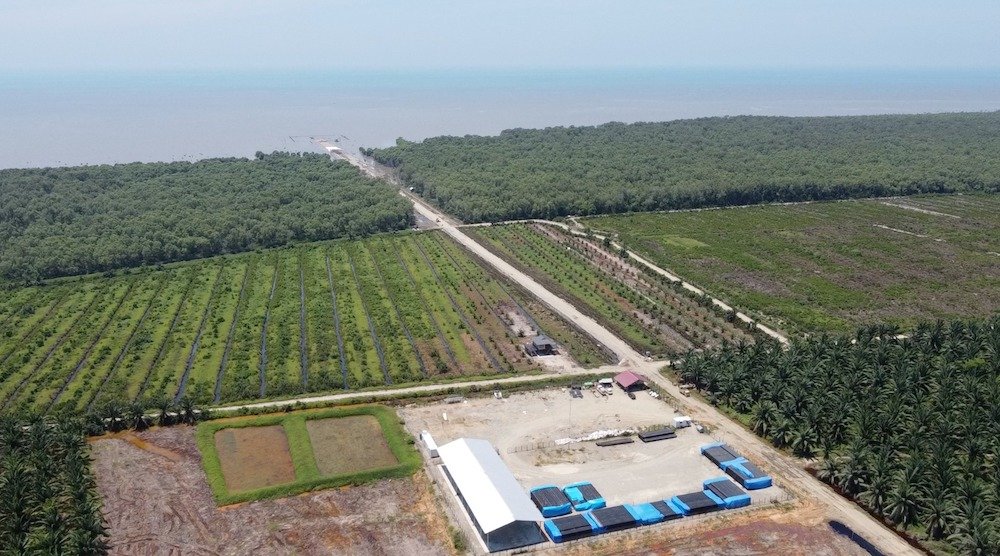 Salut!!! Oknum Kapolsek di Langkat Sulap Hutan Lindung Jadi Kebun Sawit